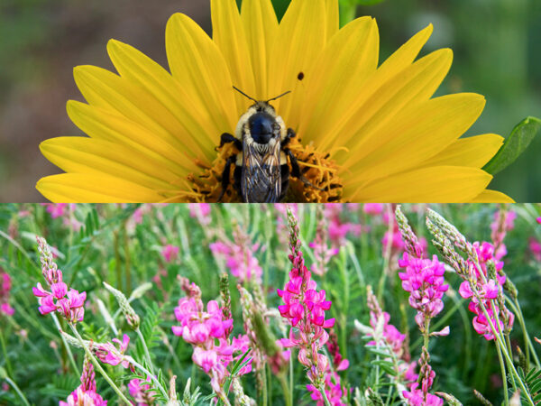Top half of image is a close of a bee on perennial silphium, bottom half is pink flowers of perennial sainfoin plant.